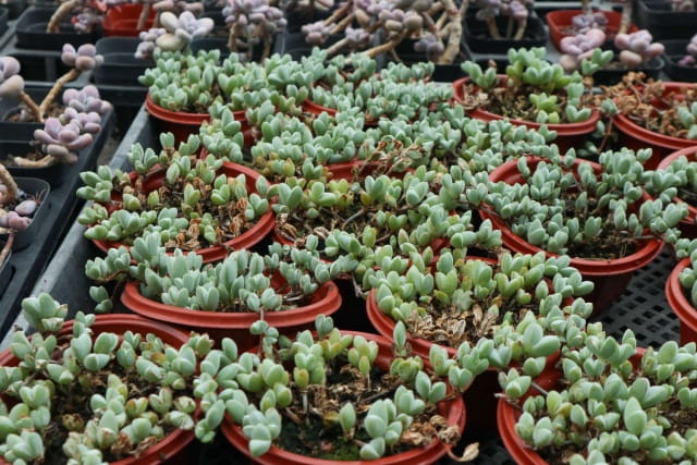 碧玉莲的养殖方法,适合放在室内养吗