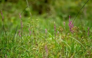 绶草简介及生长习性