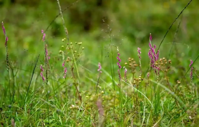 绶草简介及生长习性