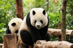 大熊猫简介及生活习性