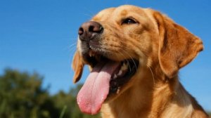 狗为什么伸着舌头喘气