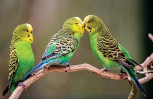 虎皮鹦鹉怕冷吗？