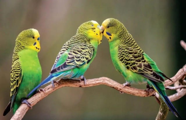 虎皮鹦鹉怕冷吗？