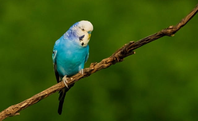 虎皮鹦鹉怕冷吗？