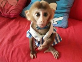 什么猴子可以当宠物养？