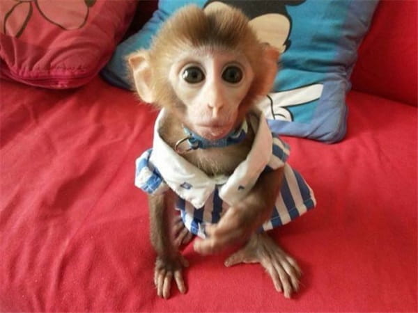 什么猴子可以当宠物养？
