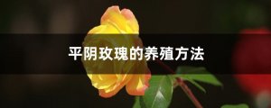 平阴玫瑰的养殖方法