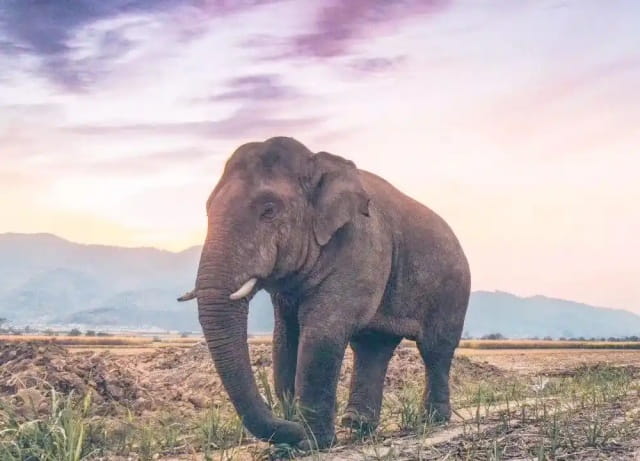 亚洲象简介及生活习性