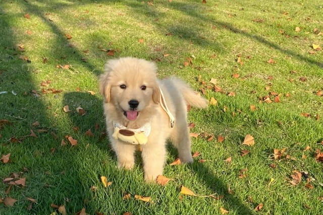 金毛幼犬价格一般多少