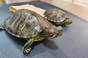 龟眼睛睁不开是什么原因？