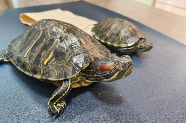 龟眼睛睁不开是什么原因？