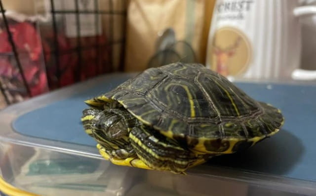 龟眼睛睁不开是什么原因？