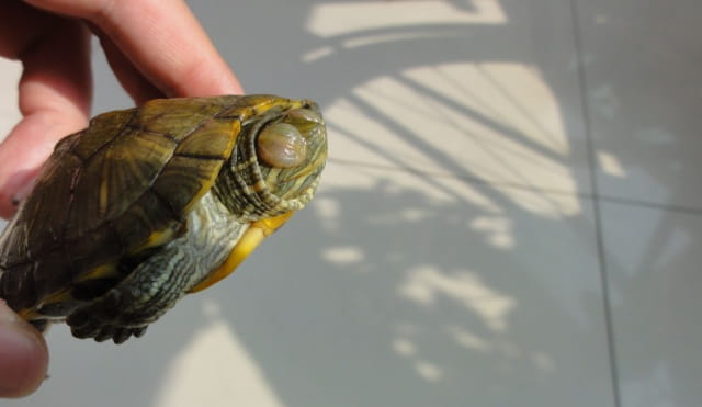 龟眼睛睁不开是什么原因？