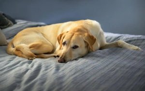 狗瘟能治好吗？