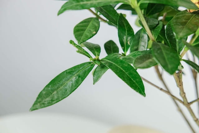 栀子花的养殖方法和注意事项有哪些