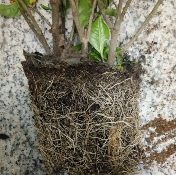 栀子花的养殖方法和注意事项有哪些