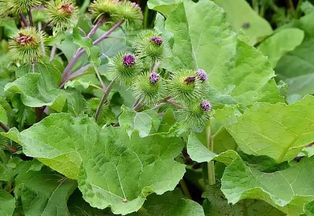 牛蒡是什么东西，怎么种植