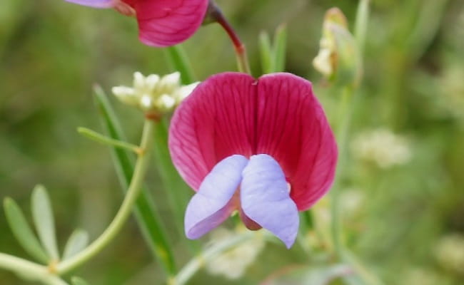 豌豆简介及生长习性