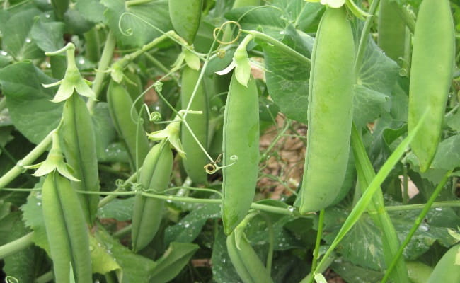 豌豆简介及生长习性