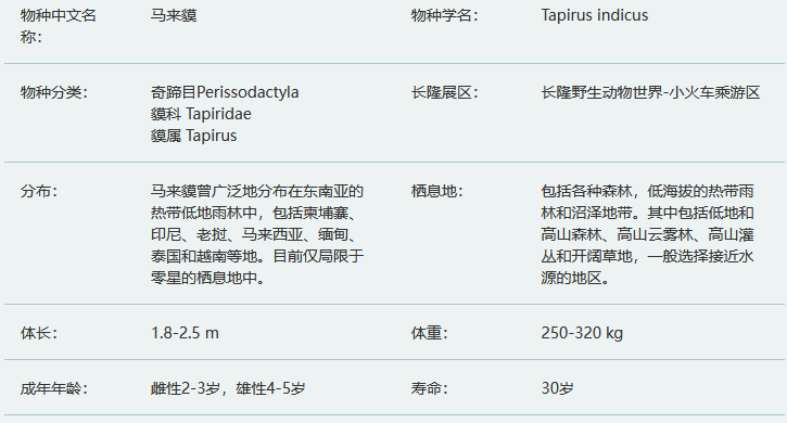 马来貘简介及生活习性