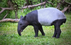 马来貘简介及生活习性