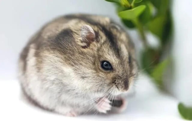 哪种三线仓鼠最温顺？