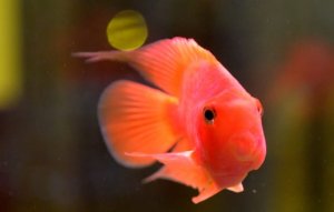 鹦鹉鱼的寿命有多长？体型可以长多大？