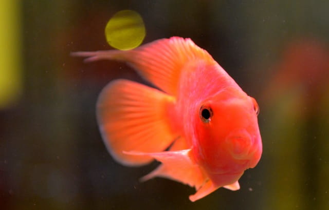 鹦鹉鱼的寿命有多长?体型可以长多大?