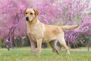 5种适合新手养的狗狗推荐，性格好不挑食还不爱