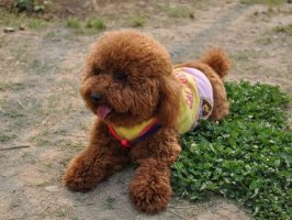 泰迪第一次能自己顺产吗？