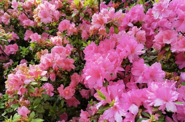 西洋鹃的养护方法