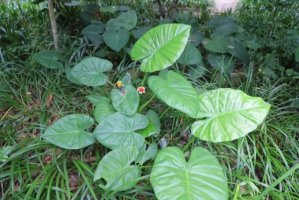 滴水观音有毒吗