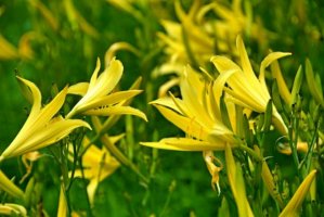 黄花菜简介及生长习性