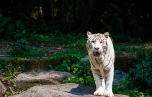 白虎简介及生活习性