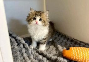 幼猫几个月开始掉毛