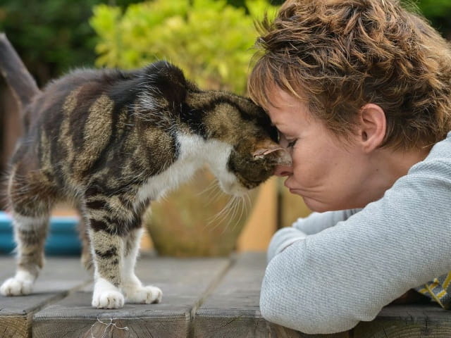 猫咪会不会认主人