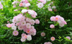 蔷薇花的花语和传说