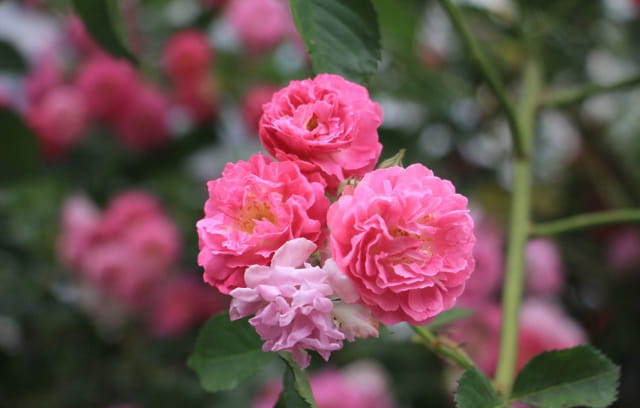 蔷薇花的花语和传说