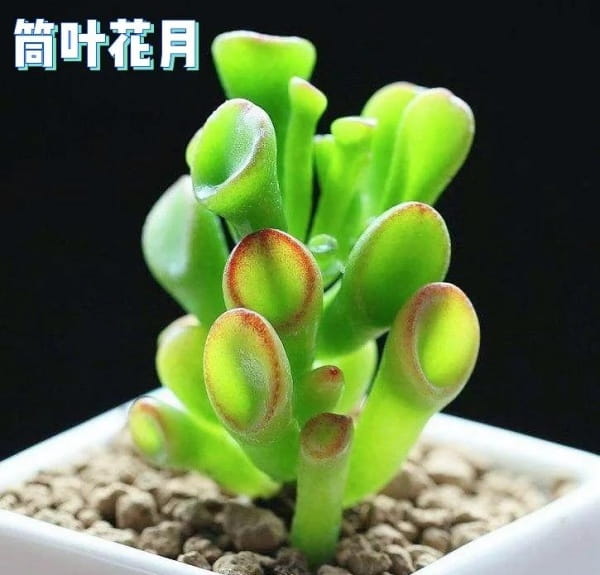 筒叶花月简介及生长习性