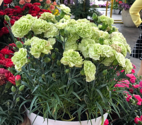 康乃馨的养殖方法和注意事项