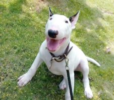 牛头梗好养吗？牛头梗性格怎么样