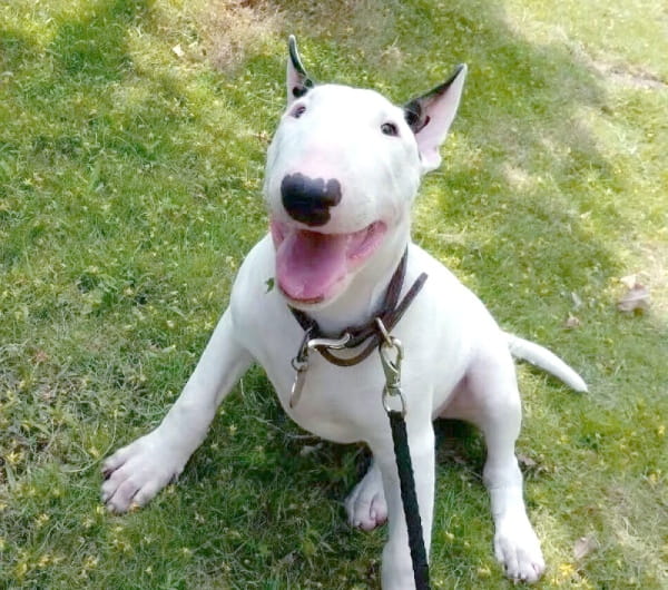 牛头梗好养吗?牛头梗性格怎么样