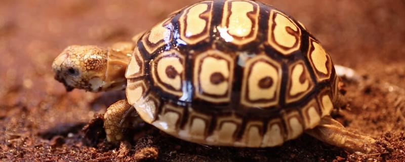 豹龟的饲养方法