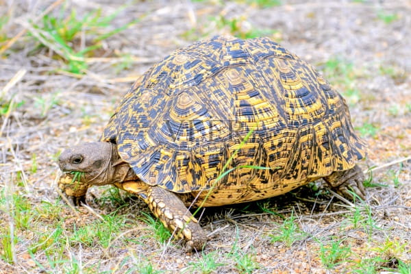 豹龟的饲养方法