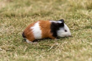 荷兰猪的饲养要点