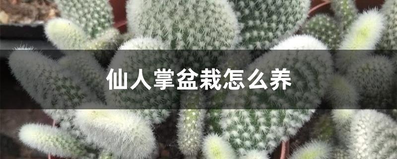 仙人掌盆栽怎么养