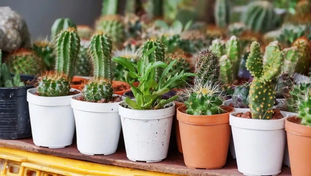 仙人掌盆栽怎么养