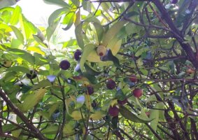 山竹长在地下还是树上