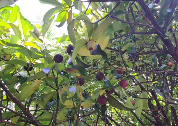 山竹长在地下还是树上