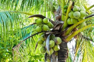 椰子树通过什么传播种子